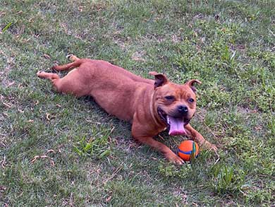 Bull Terrier Columbus Ga